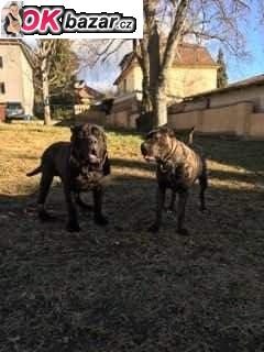 Bandog