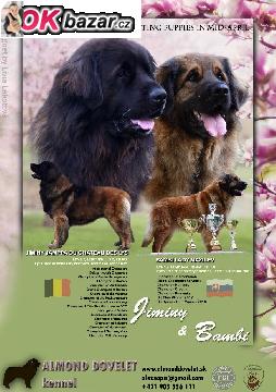 Leonberger steniatka s PP