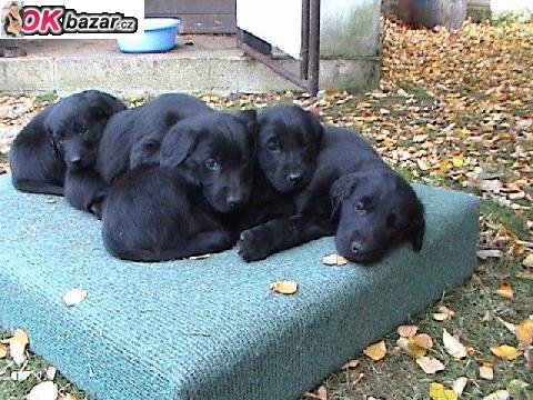 FLAT COATED RETRIEVER - stenata