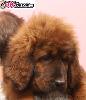Tibetska doga s PP