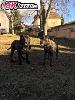 Bandog