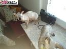Kocourek a kocicka Sphynx zdarma