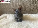 Don sphynx kote